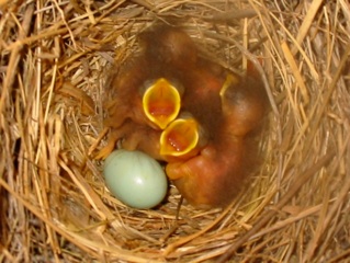 Bluebird nest box
